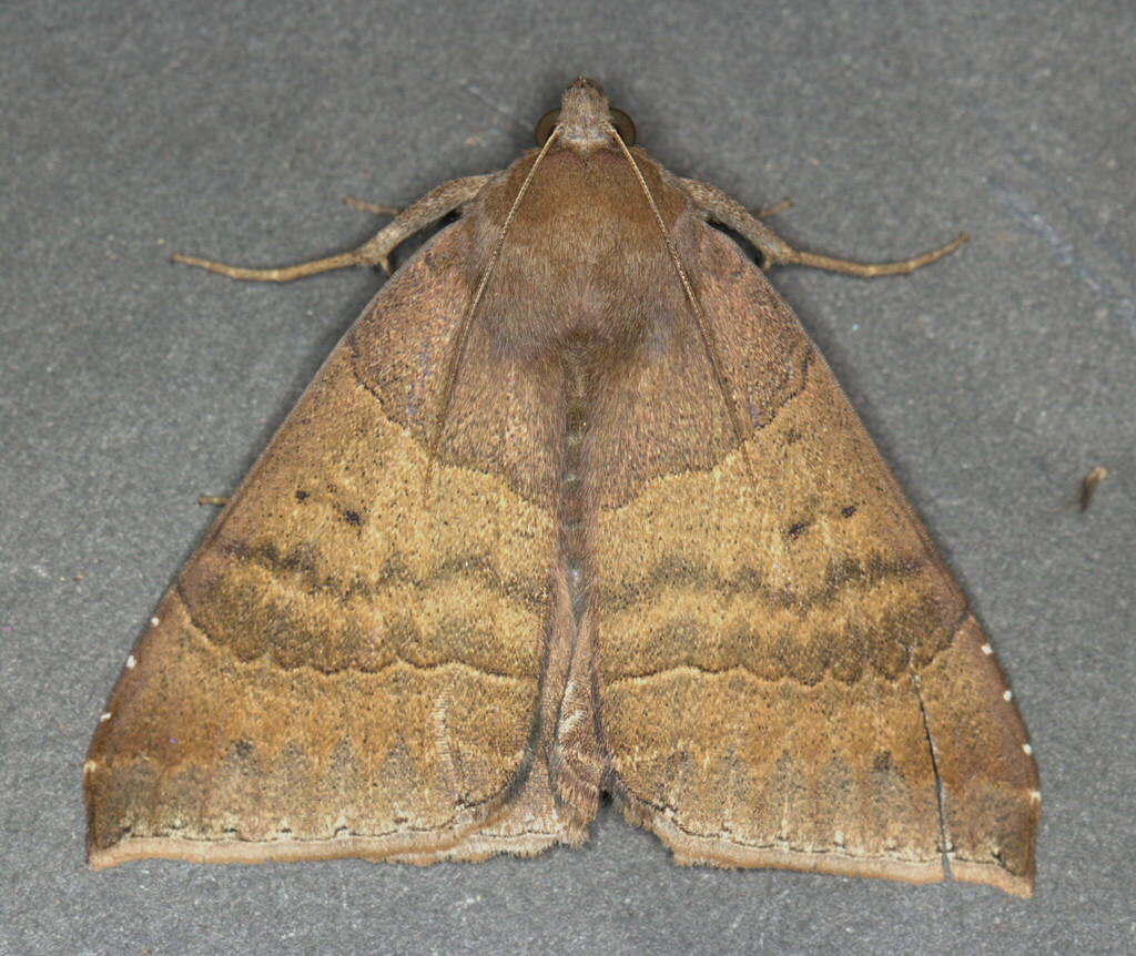 Achaea boris