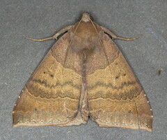 Achaea boris