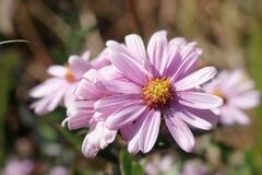 Athrixia phylicoides