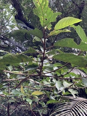 Ficus benguetensis