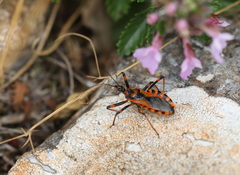 Rhynocoris