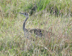Eupodotis senegalensis