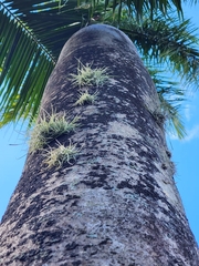 Tillandsia recurvata