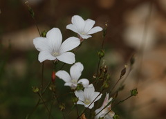 Linum suffruticosum