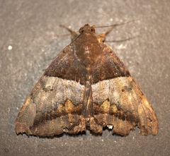 Achaea lienardi