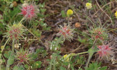 Trifolium stellatum