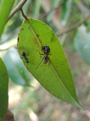 Colobopsis