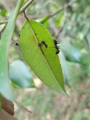 Colobopsis
