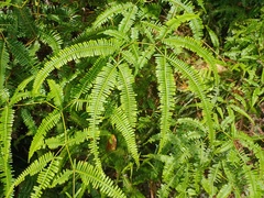 Dicranopteris linearis alternans