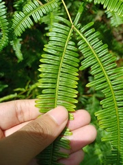 Dicranopteris linearis alternans