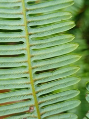 Dicranopteris linearis alternans