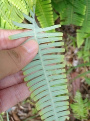 Dicranopteris subpectinata
