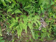 Dicranopteris subpectinata