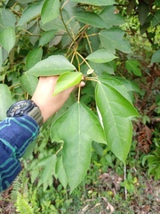 Ficus grossularioides
