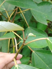 Ficus grossularioides