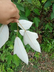 Ficus grossularioides