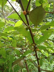 Ficus grossularioides