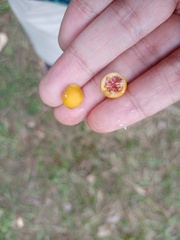 Ficus grossularioides