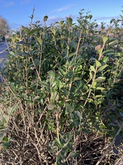 Ligustrum ovalifolium