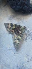 Larentiinae