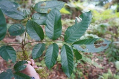 Dysoxylum hongkongense