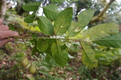 Dysoxylum hongkongense