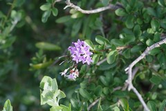 Ehretia rigida