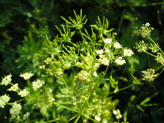 Chaerophyllum prescottii