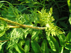 Chaerophyllum prescottii