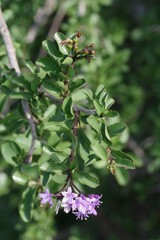 Ehretia rigida