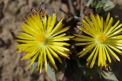 Bergeranthus vespertinus