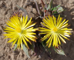 Bergeranthus vespertinus
