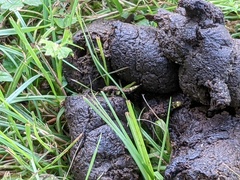 Ontholestes cingulatus