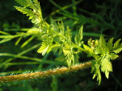 Chaerophyllum prescottii