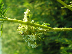 Chaerophyllum prescottii