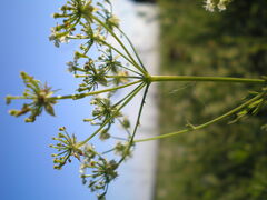 Chaerophyllum prescottii