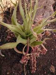 Ledebouria marginata