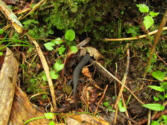 Cynops pyrrhogaster