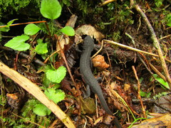 Cynops pyrrhogaster