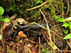 Cynops pyrrhogaster