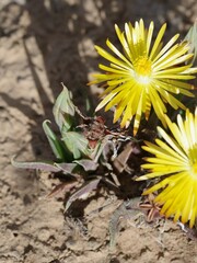 Bergeranthus vespertinus