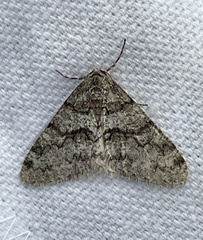 Phigalia denticulata