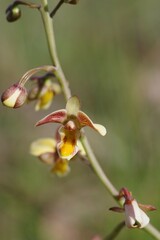 Eulophia tuberculata