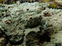 Coccotrema cucurbitula