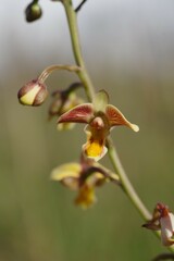 Eulophia tuberculata