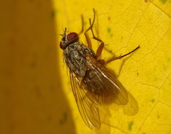 Phaonia angelicae