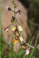 Eulophia tuberculata