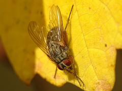 Phaonia angelicae