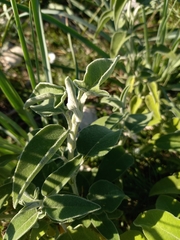 Salvia fruticosa