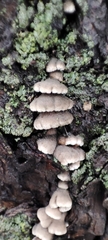 Schizophyllum commune